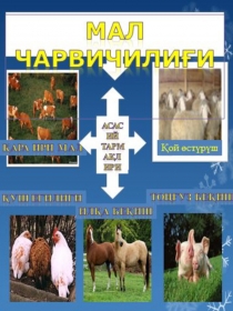 Презентация Животноводство мира и рыболовство мира