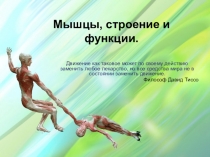 Урок по биологи в 8 классе. Мышцы, строение и функции.