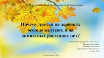 Почему осенью листья на деревьях желтеют, а на комнатных растениях нет?