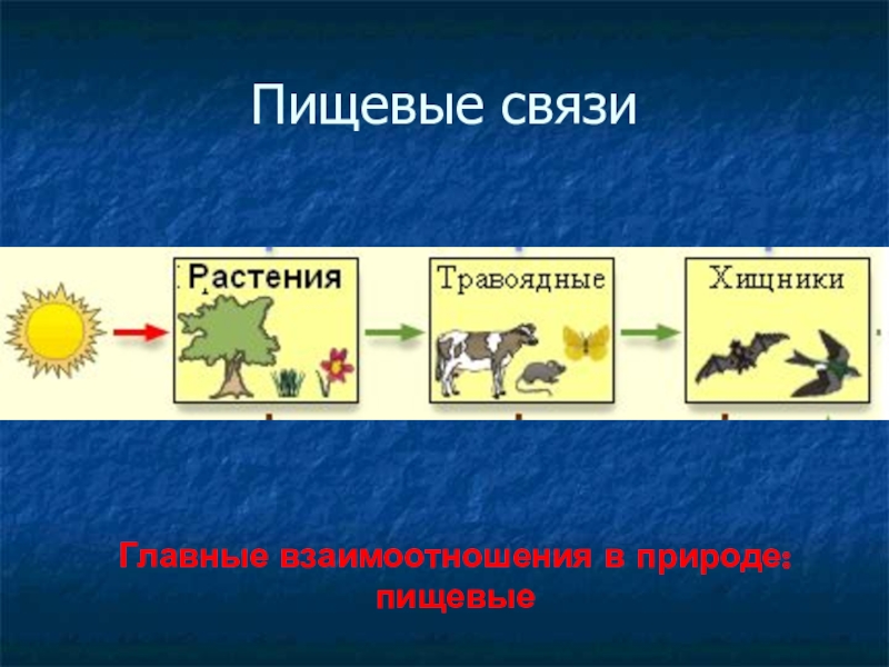 Конспект урока пищевые связи в природных сообществах. Пищевые связи. Экологическая цепочка. Пищевые связи примеры. Пищевые связи в природе.