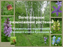 Презентация по биологии на тему Вегетативное размножение