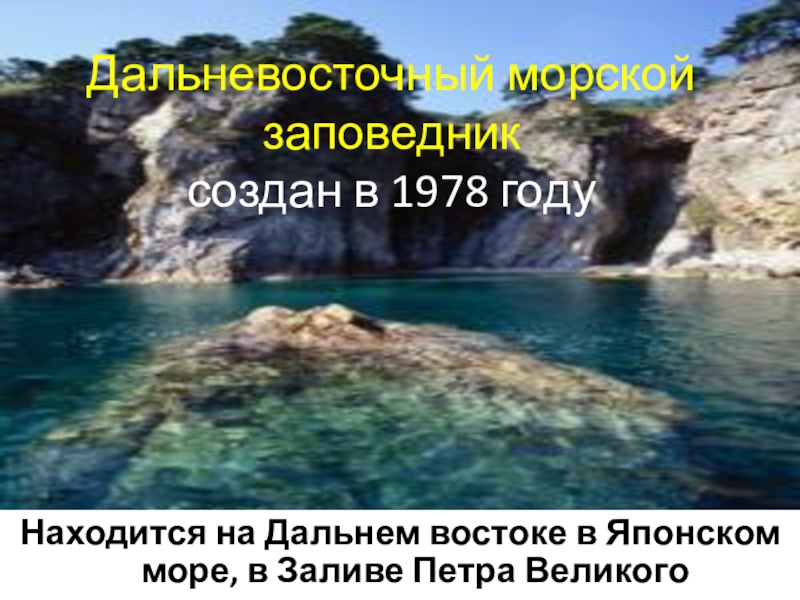 Дальневосточный морской заповедник презентация. Заповедник в японском море в заливе Петра. Краткое сообщение о Дальневосточном морском заповеднике. Сообщение о морском заповеднике. Дальневосточный морской заповедник 4 класс кратко.