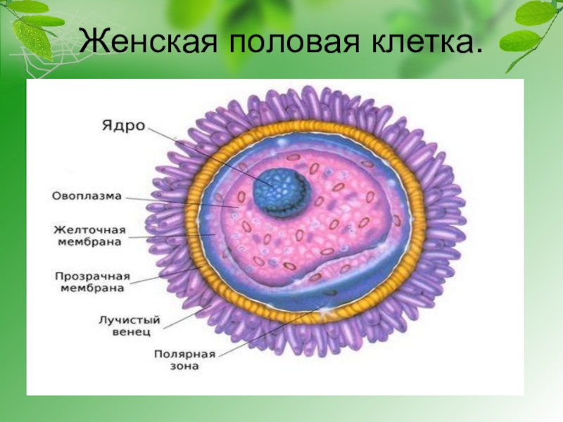 Половые клетки презентация 10 класс