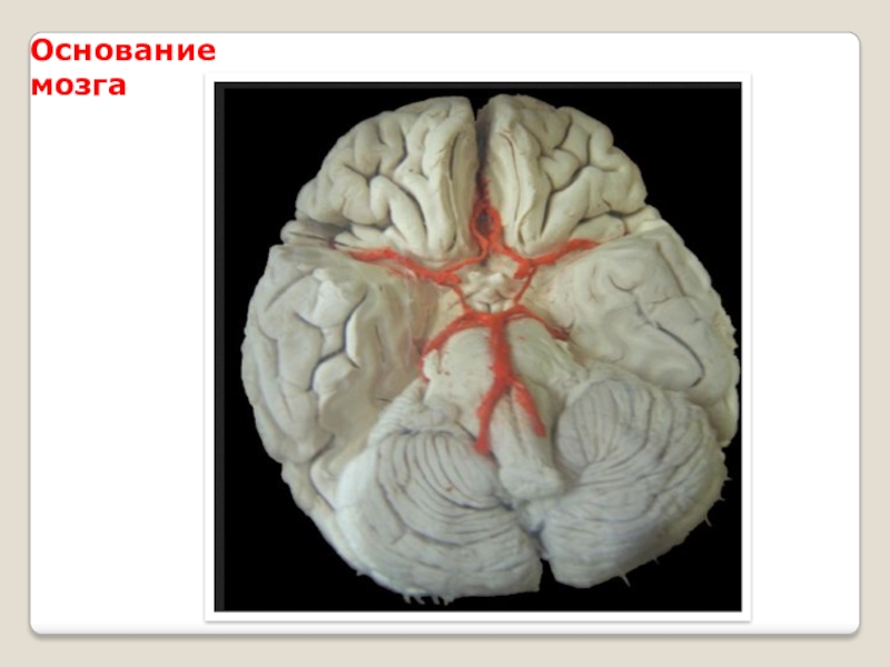 Основание мозга. Анатомические образования основания головного мозга. Структуры основания головного мозга. Головной мозг основание строение. Топография основания головного мозга.