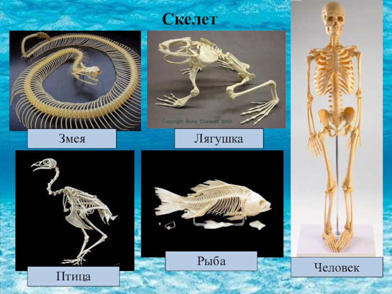 Внутренний скелет главный. Скелет змеи. Скелет рыбы. Змея строение скелета. Скелеты рыб и птиц.