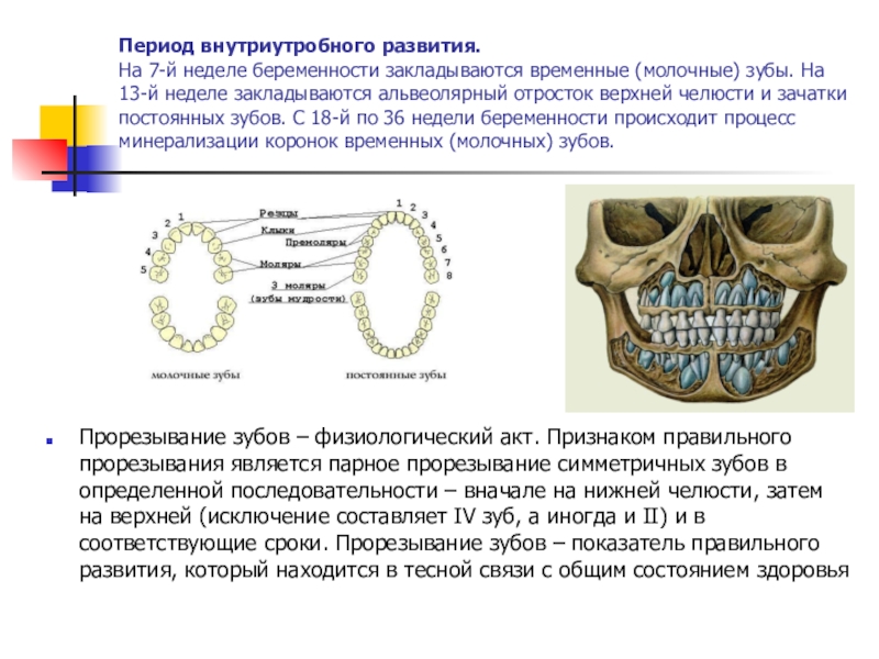 Альвеолярная пиорея латынь. Периоды формирования зубов. Формирование зубов у эмбриона. Периоды развития молочных зубов. Периоды развития временных зубов.