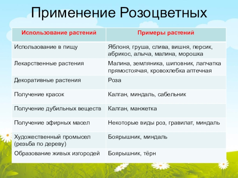 Презентация розоцветные 6 класс