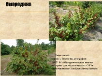 Презентация по биологии на тему Смородина, крыжовник (школа для обучающихся с ОВЗ, 7 класс))