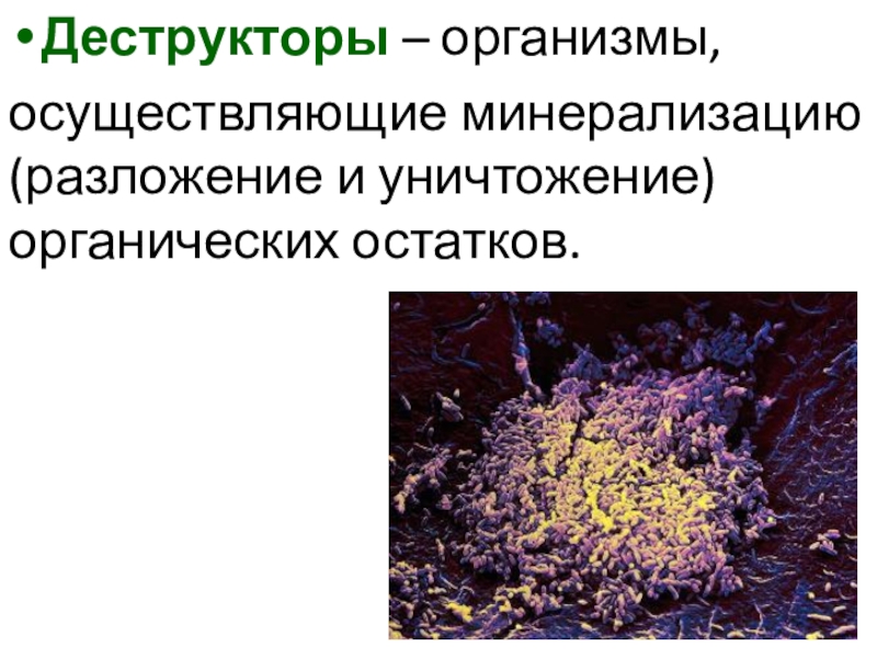 Презентация 9 класс состав и структура сообщества 9 класс