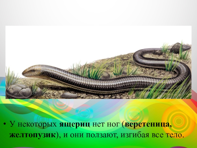 У какой ящерицы нет ног. Ушное отверстие у ящерицы. Ломкая веретеница. Змеевидный сцинк. Крымский желтопузик ящерица.