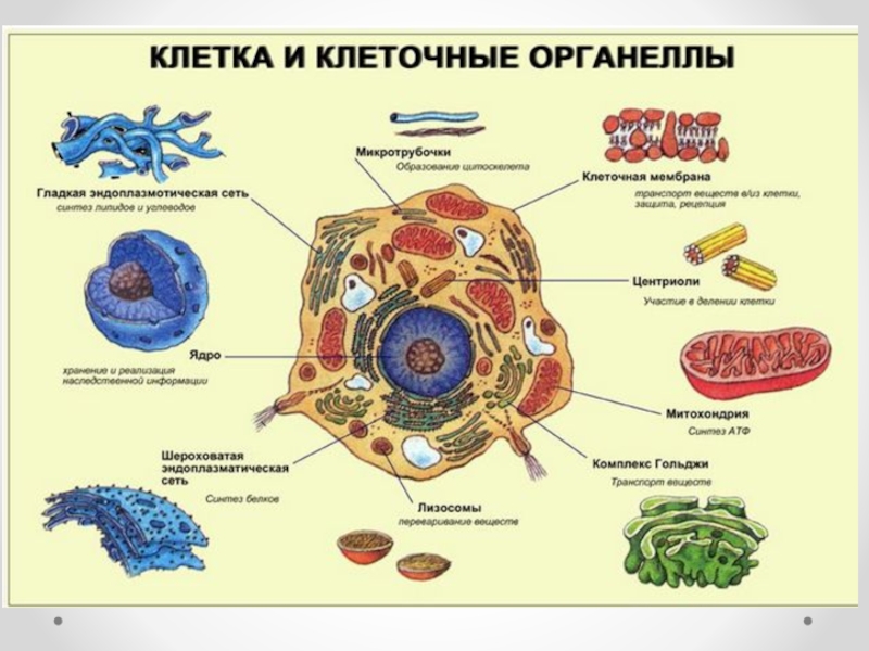 Деление клеток картинки