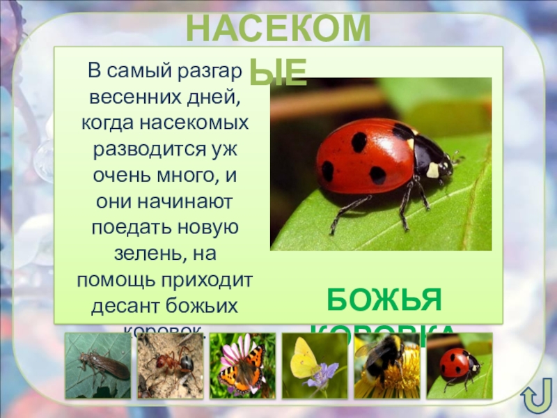 Адаптация насекомых к сезонным изменениям в природе проект