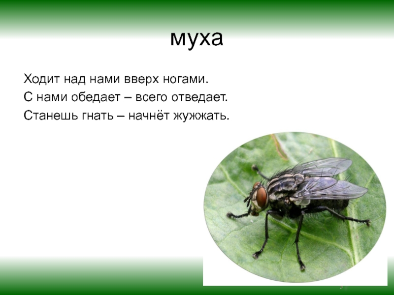 Кто над нами вверх ногами ответ на загадку. Над нами кверху ногами загадка ответ. Кто жужжит. Загадка про муху жужжит но не.