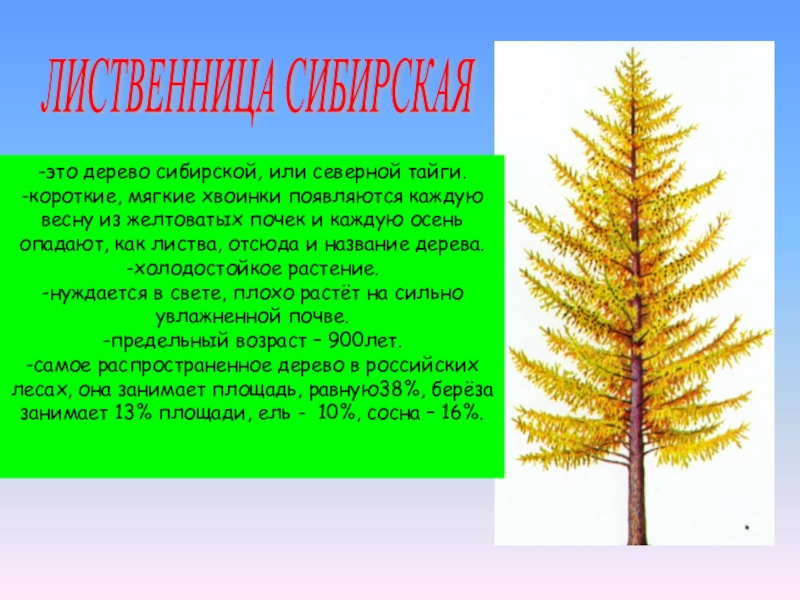 У какого дерева опадают и желтеют хвоинки. Самое распространенное дерево в Сибири. У какого хвойного дерева хвоинки осенью желтеют и опадают. Лиственница сбрасывает на зиму листики-хвоинки да или нет. Лиственница это холодостойкое растение.