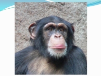 Презентация к открытому уроку для 5 класса на тему Как человек появился на Земле