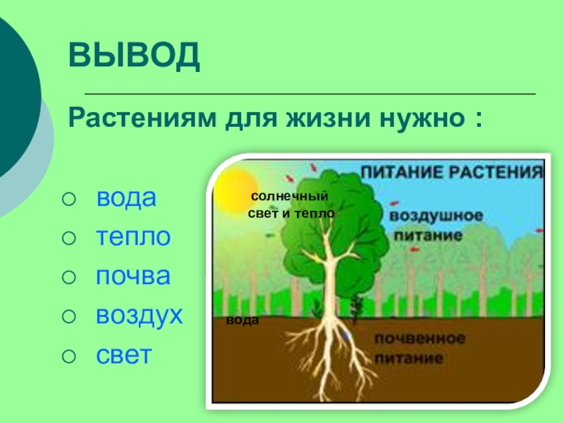 Окружающий мир 1 класс как живут растения презентация