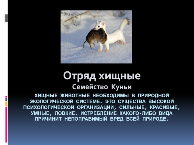 Шашок Животное Фото Википедия