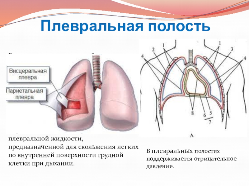 Плевральная полость рисунок