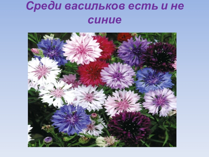 Васильков ев. Как цвет цвет василька можно показать глаголом.
