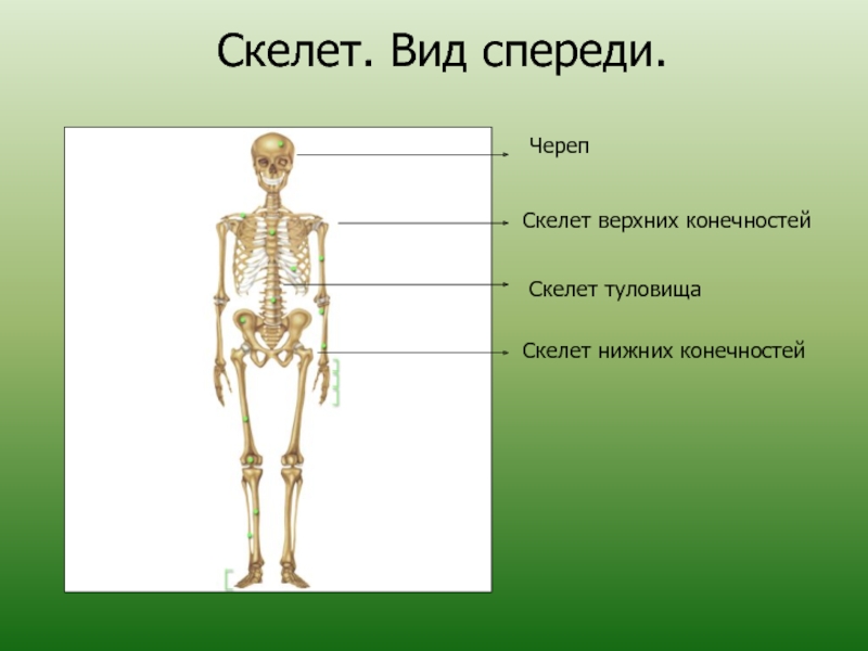 Тема скелет конечностей. Скелет туловища скелет конечностей. Скелет туловища 8 класс биология. Кости скелета биология 8 класс. Скелет человека биология 8 класс рисунок.