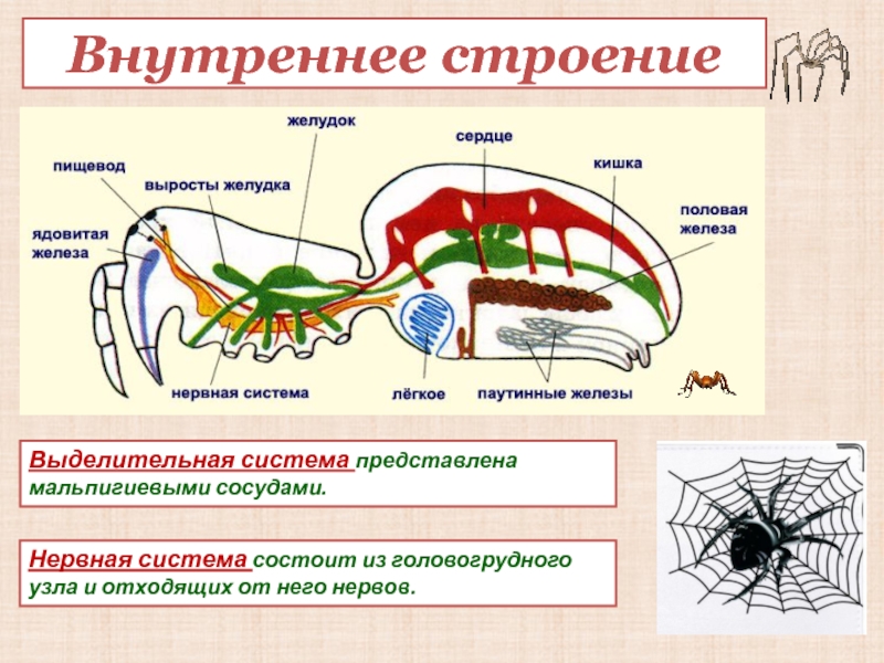 Какой класс имеет мальпигиевы сосуды. Выделительная система паукообразных 7 класс. Строение выделительной системы паука. Внутреннее строение насекомых выделительная система. Выделительная система насекомых схема.