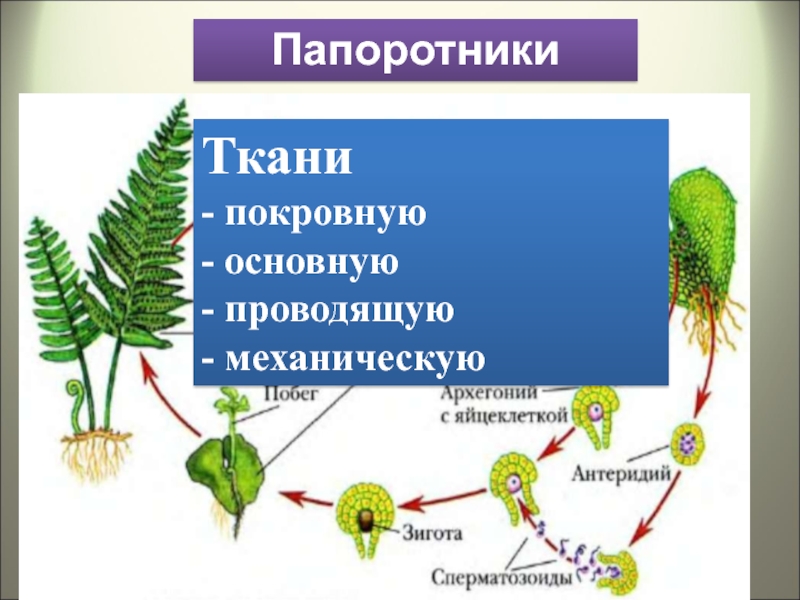Ткани папоротников. Механическая ткань у папоротников. Папоротникообразные растения ткани. Основные ткани папоротника.