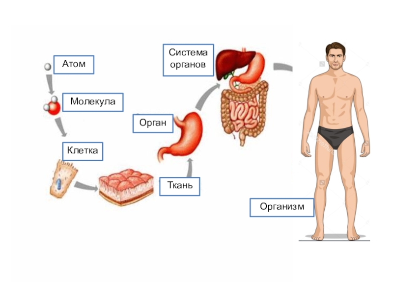 Схема клетка ткань орган система органов организм