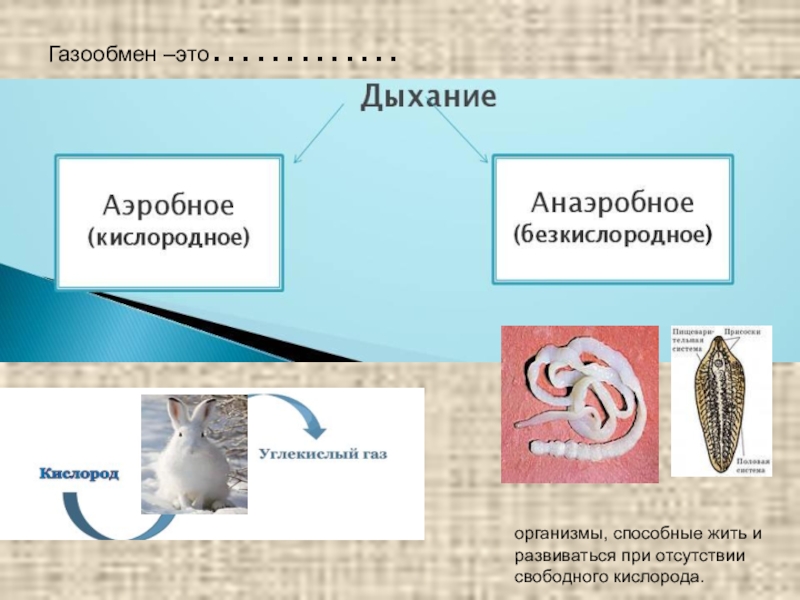 Презентация органы дыхания и газообмен презентация 7 класс