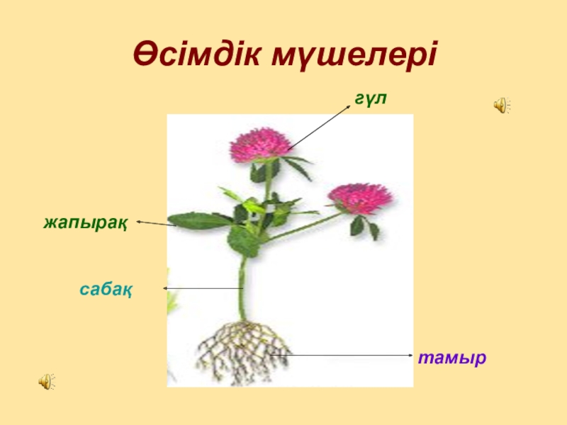 Гүлдер тех карта балабақшада