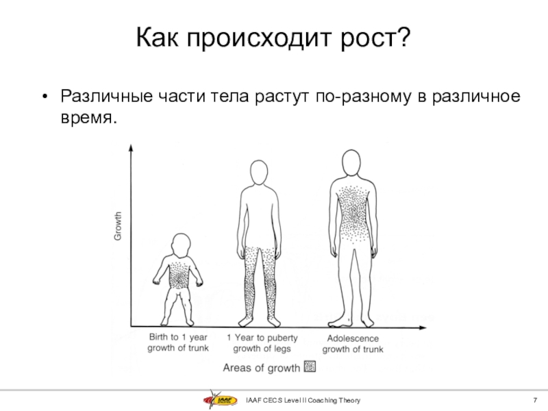 Человек осуществляется. Рост организма. Формирование роста человека. Периоды роста человека. Как происходит рост.