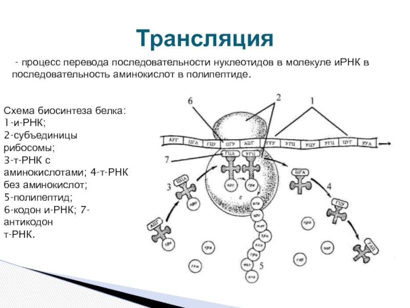 Трансляция рнк схема