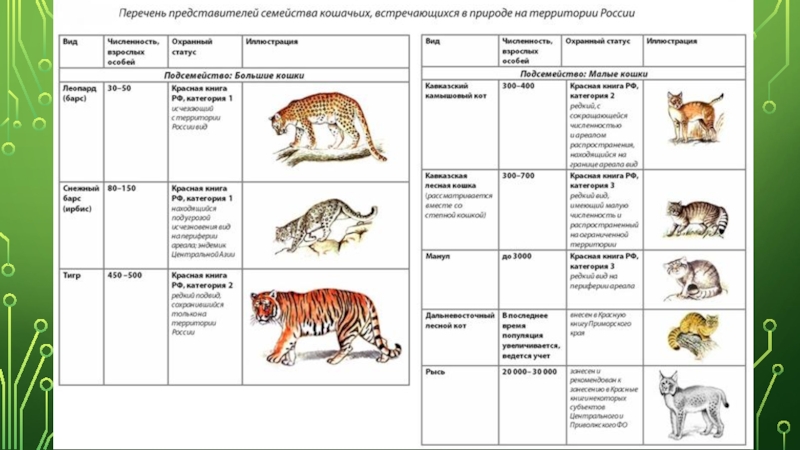 Отряд хищные схема