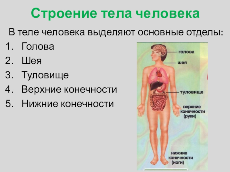 Модель строения тел