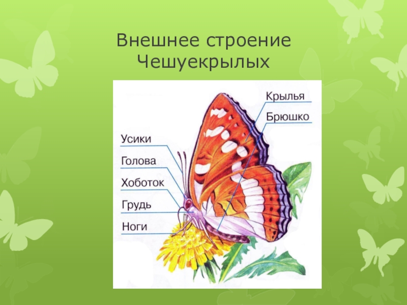 Строение бабочки схема