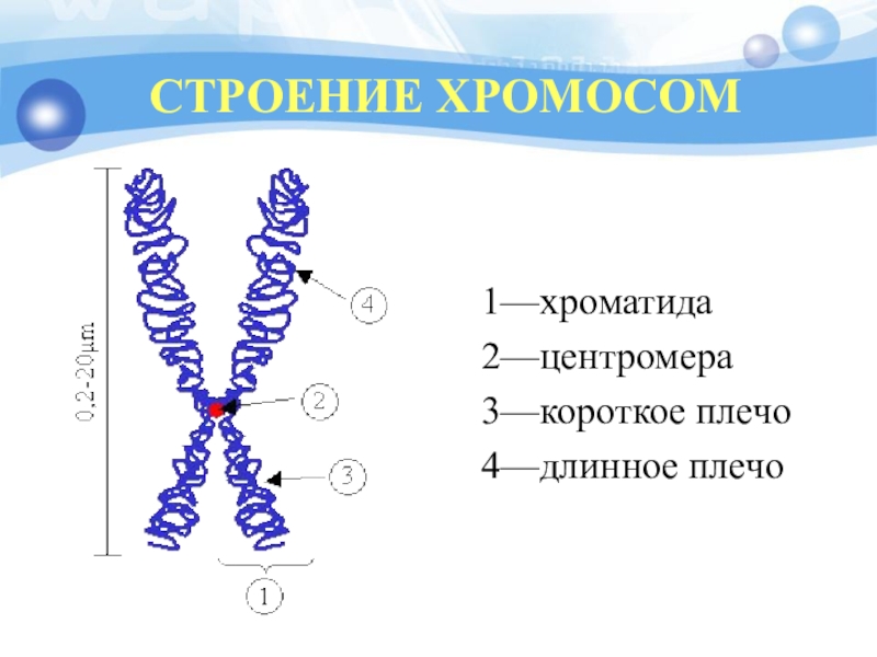 Хроматид в ядре. Хроматида это центромера это строение хромосомы. Строение хромосомы хроматиды. Хроматин хроматиды хромосомы. Строение хромосомы центромера.