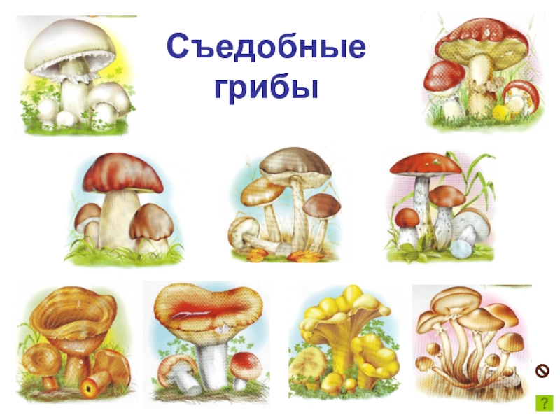 Съедобные  грибы