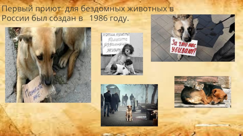 Бездомные животные фото для презентации