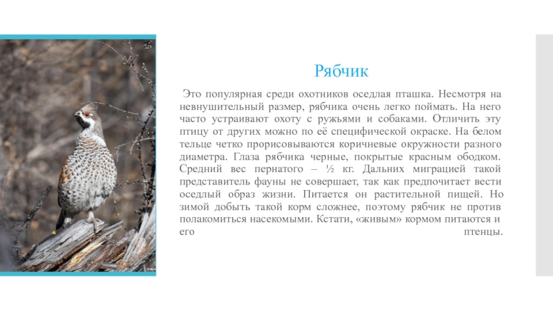 Рябчик по составу. Рябчик размер. Рябчик птица описание. Рябчик самец и самка. Размер рябчика в см.