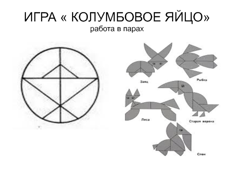 Класс птицы строение яйца