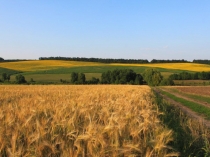 Игра по избирательному праву Закон. Президент. Конституция.