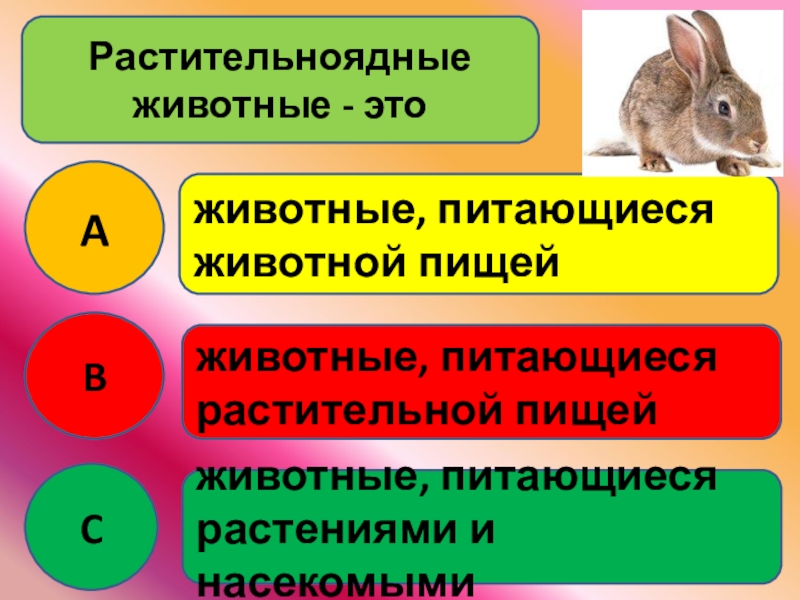 Питание животных окружающий мир 2 класс презентация