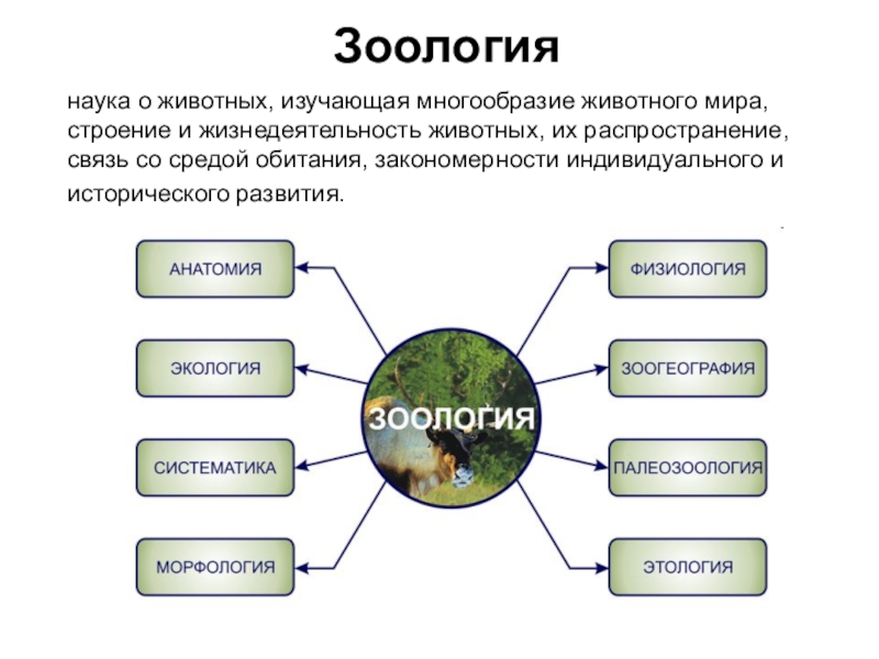 Проект по биологии о животных 7 класс