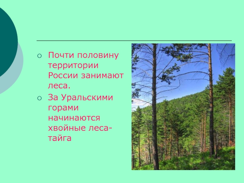 Леса половина территории россии. Леса занимают половину России. Леса занимают почти половину территории России. Самую большую территорию в зоне лесов занимает. Самую большую территорию России занимают какие леса.