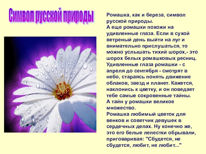 Какой цветок является символом дня семьи любви. Ромашка символ России. Ромашка символ семьи. Что символизирует Ромашка. Легенда о ромашке.