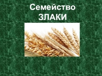Презентация по биологии на тему Злаковые растения