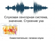 Урок-презентация Слуховая сенсорная система, значение. Строение уха