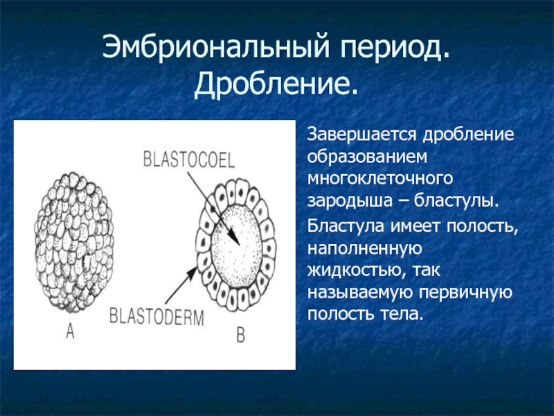 Рассмотрите рисунок на котором изображен процесс образования бластулы