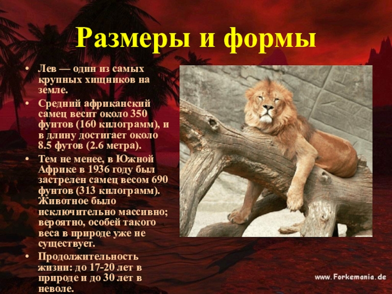 Информация про львов. Доклад про Льва. Лев животное описание для детей. Презентация про Львов. Проект про Льва.
