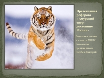 Презентация к реферату  Амурский тигр