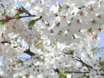 Презентация к песне Катюша